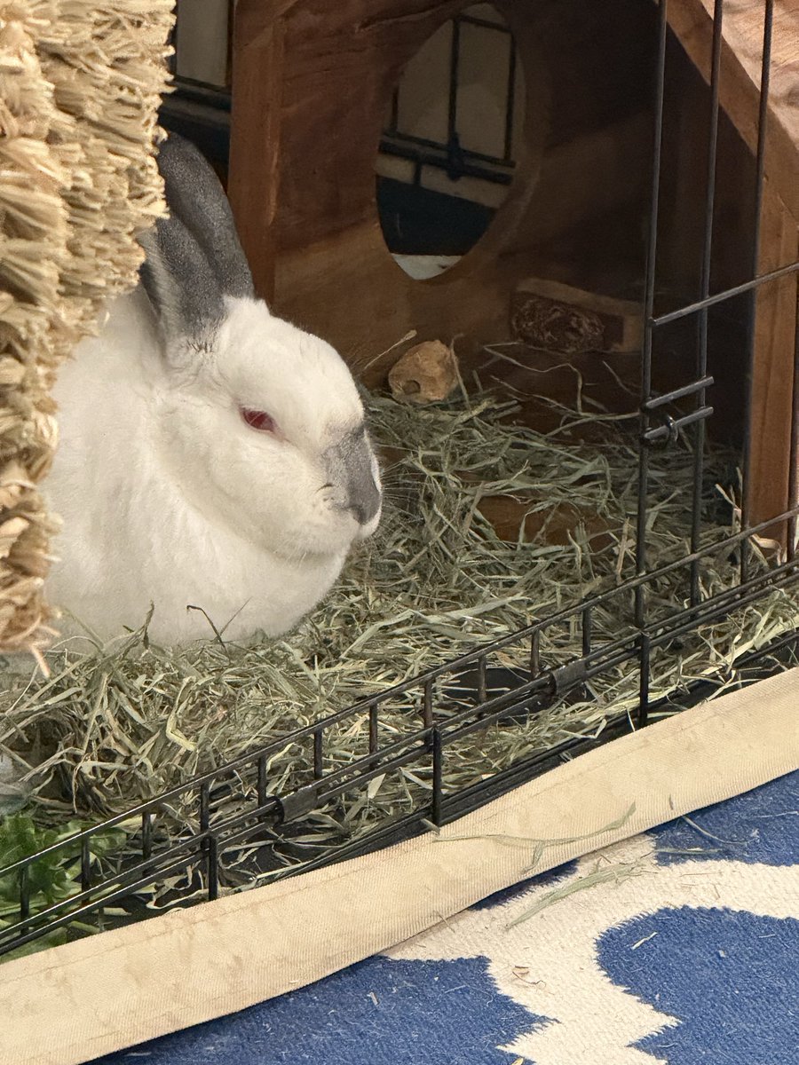 20% Ari 👩🏻‍💻 🕸️ & 80% Nemo 🍉🥬 🐇 tweet media