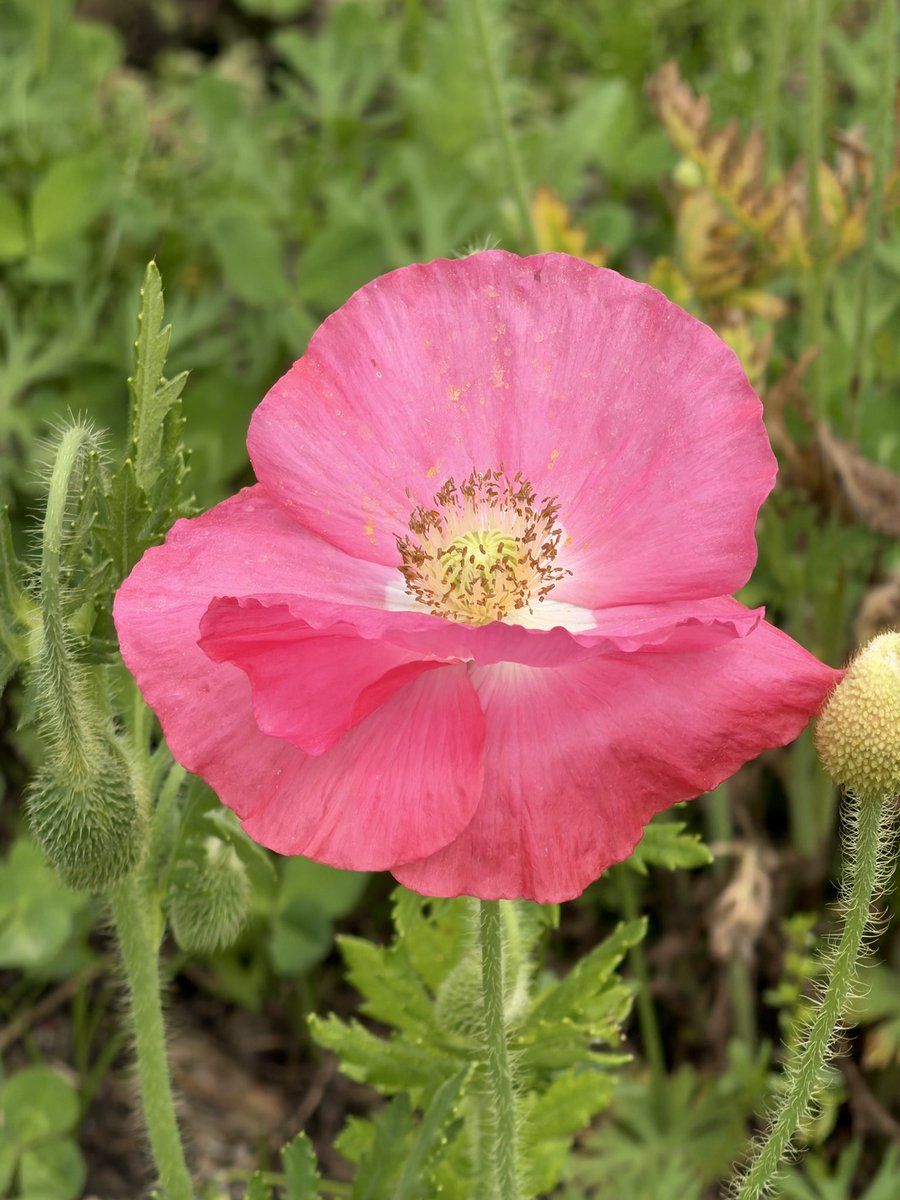 Ⓜ️家族.com🇵🇭超🇯🇵 tweet media