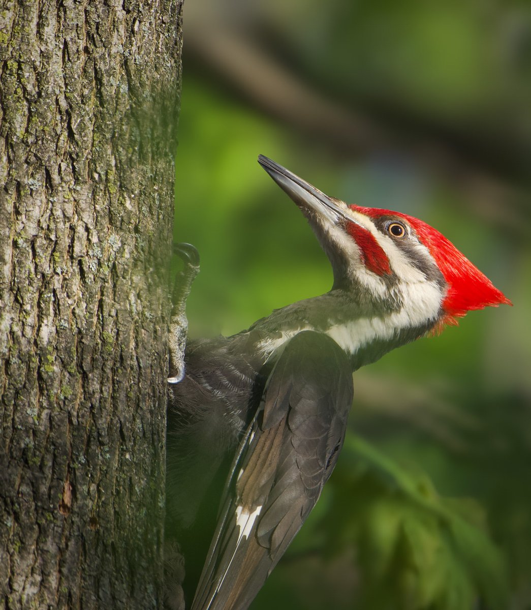 RoppityPhotos's tweet image. Pileated Woodpecker late this afternoon in my yard. #MyYardMyBirds #Birds #BirdPhotography #BackYardBirds #Woodpeckers #BirdWatching