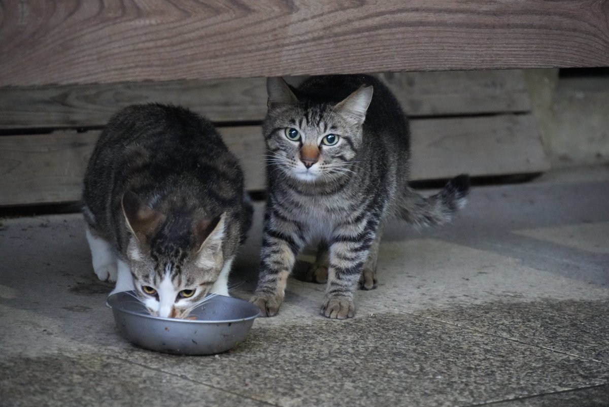 ほのぼのトロ tweet media