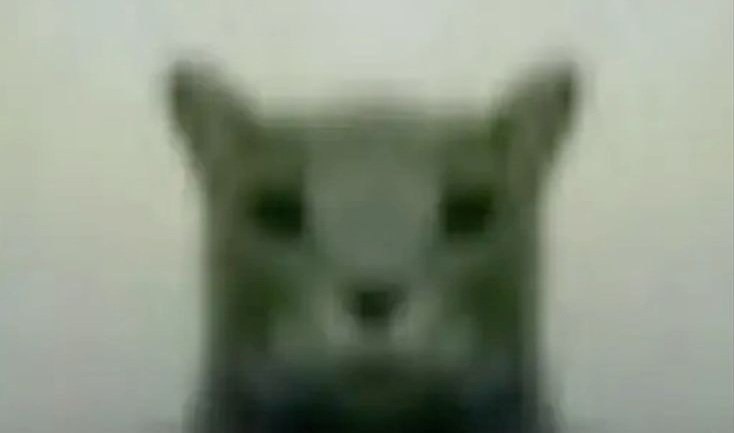 lix ꣑ৎ tweet media