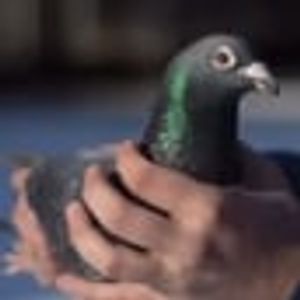 Madilyn Donovan tweet media