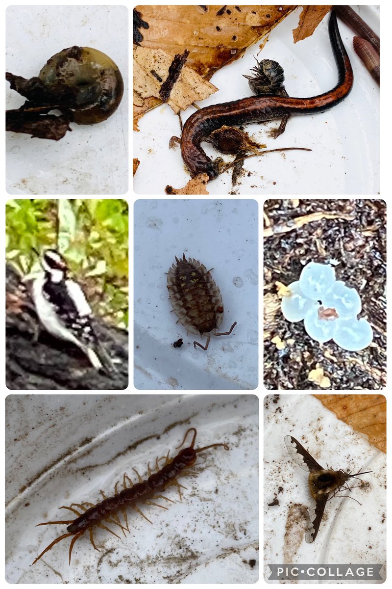 JrNaturalists's tweet photo. Rain schmain! Cohort #2 had a fantastic reptile and amphibian meeting. We searched under logs at Riverwood and found so many amazing creatures, including many Red-Backed Salamanders. We then enjoyed a meet and greet with Shelly the Red-Eared Slider and Sunny the Corn Snake. https://t.co/8lF9V526Pf
