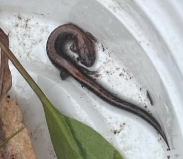 JrNaturalists's tweet photo. https://t.co/yJSE7sVNzY