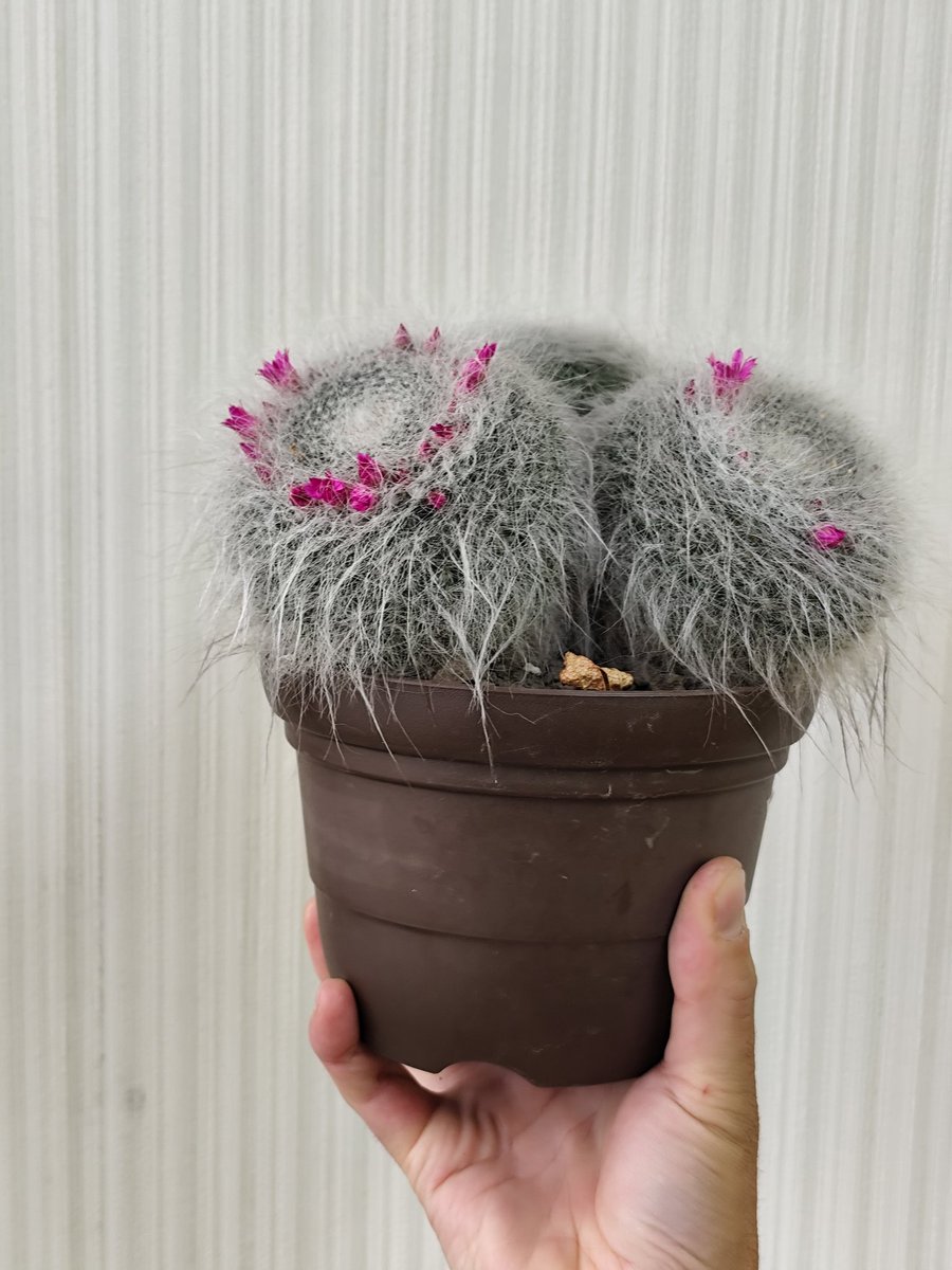 風船売りの植物 tweet media