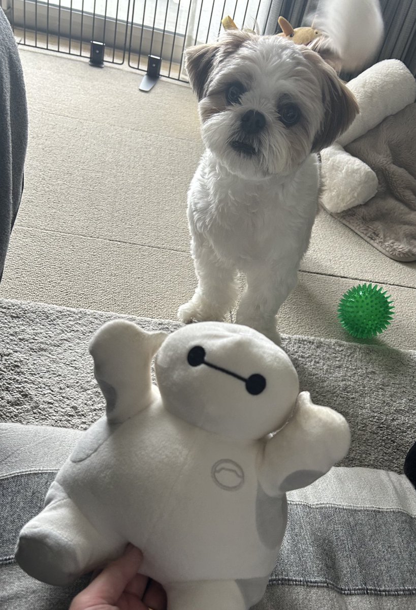 朝から元気で主嬉しい

#シーズー #犬好きさんと繋がりたい