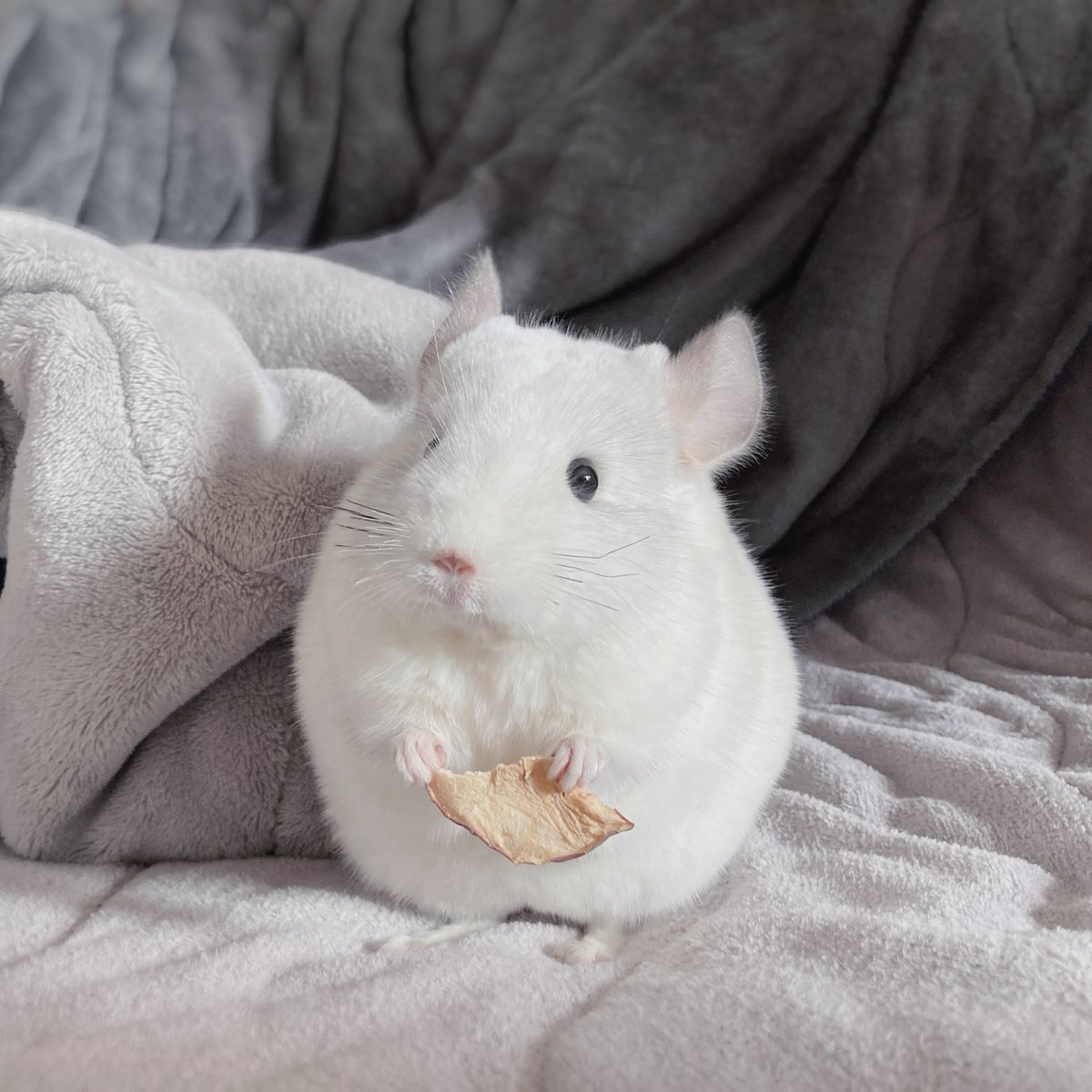 ケサランパサランの妖精みたい

毎日幸運を運んでくれてありがとう