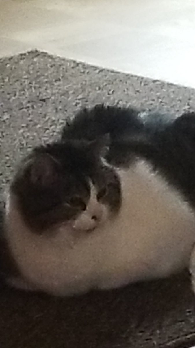 bigheadass tweet media