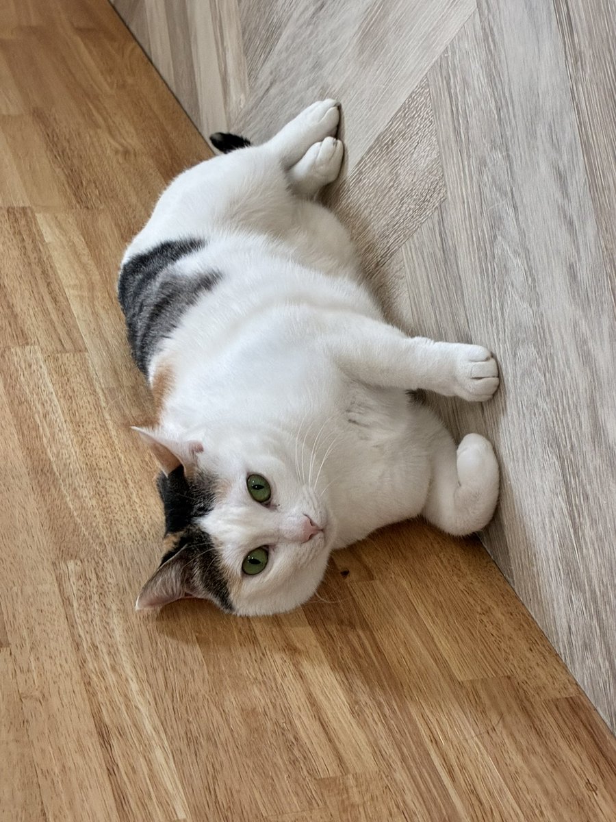 猫スティン〜城下町の猫カフェ〜 tweet media