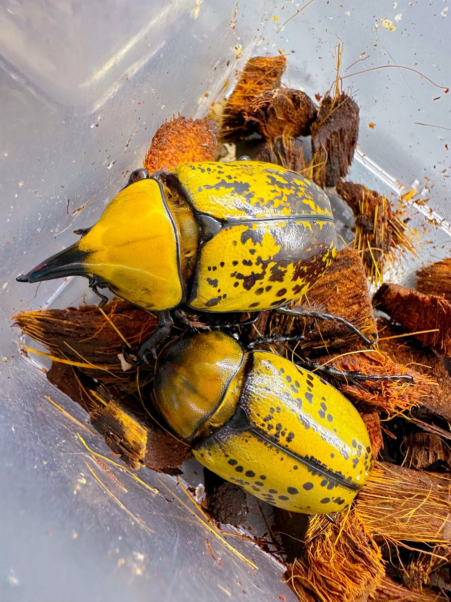 去年の11月に羽化したティティウスシロカブトがやっと目を覚ましまして