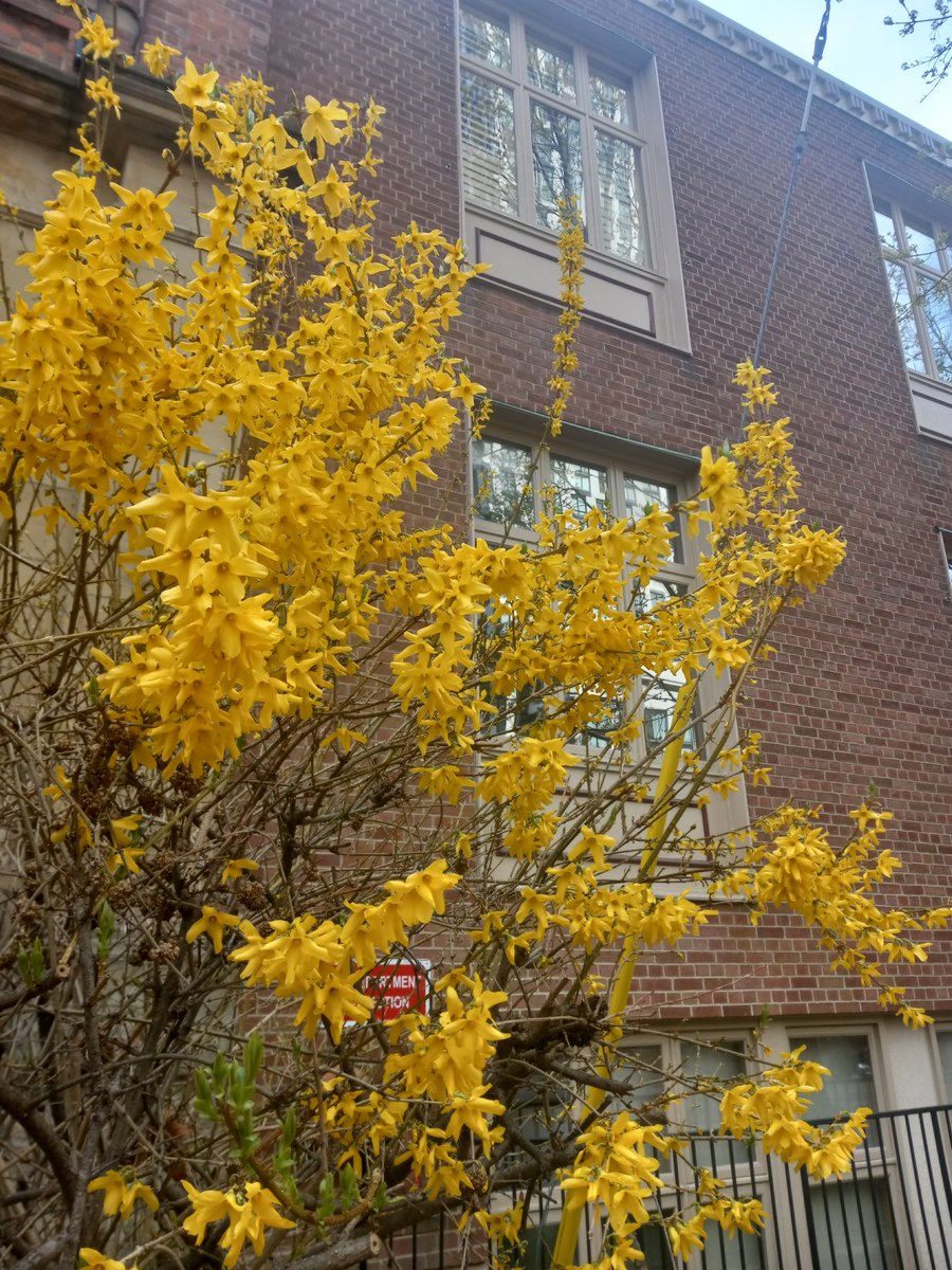 ginbluelady's tweet image. First time I saw blooming flowers recently.
It was #yellow #lovely #popcorn

#spring
#flowers
#canada
#nature