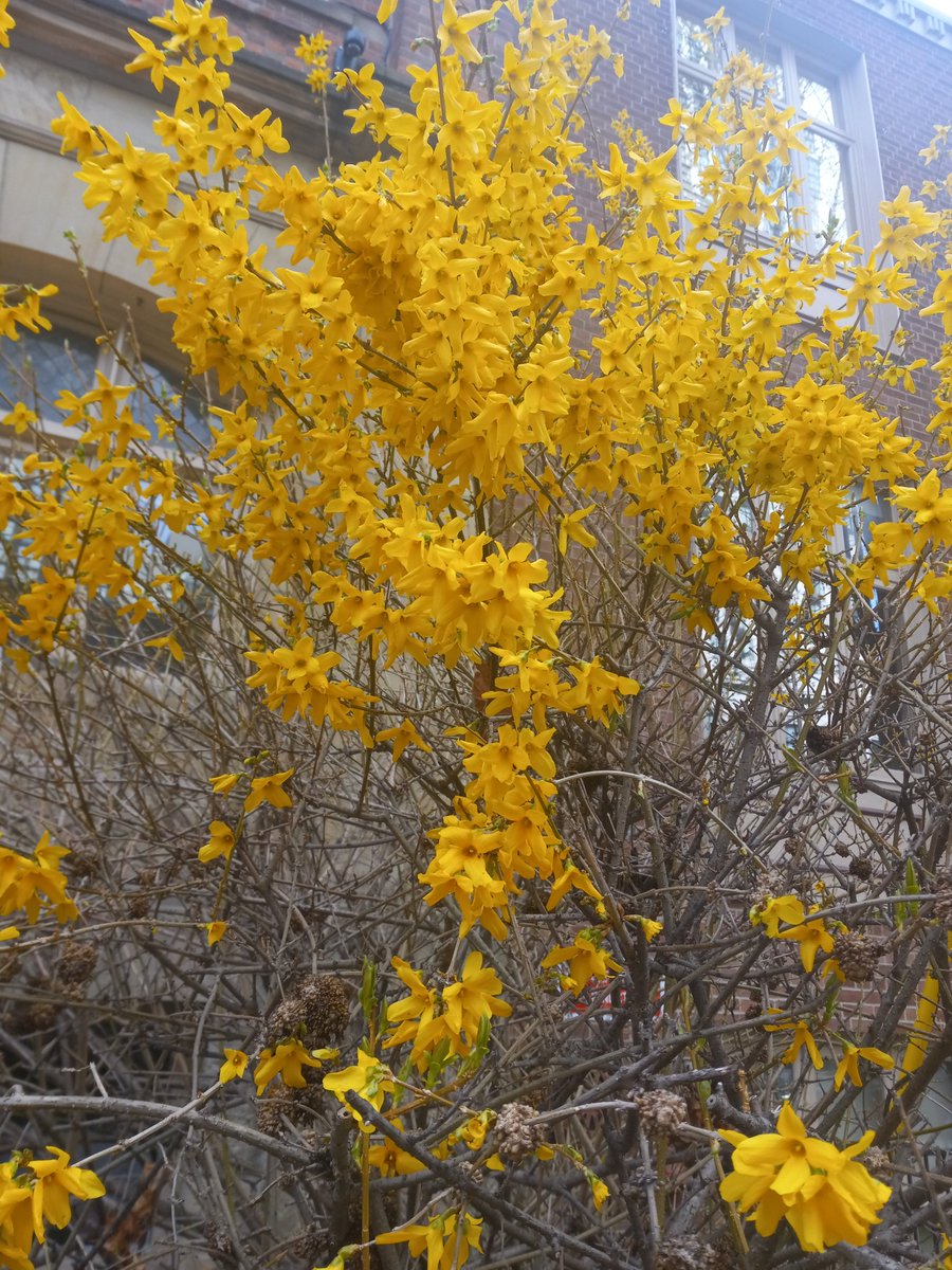 ginbluelady's tweet image. First time I saw blooming flowers recently.
It was #yellow #lovely #popcorn

#spring
#flowers
#canada
#nature