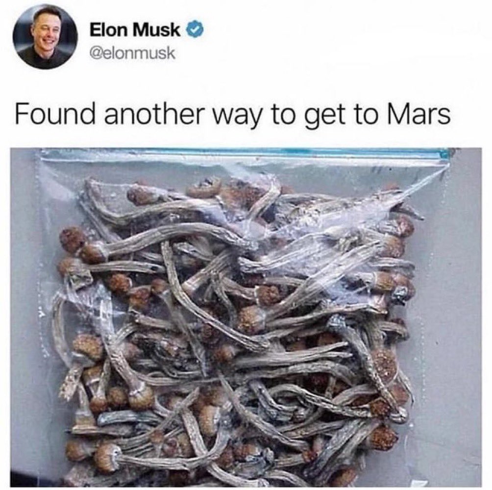 Not Elon Musk tweet media