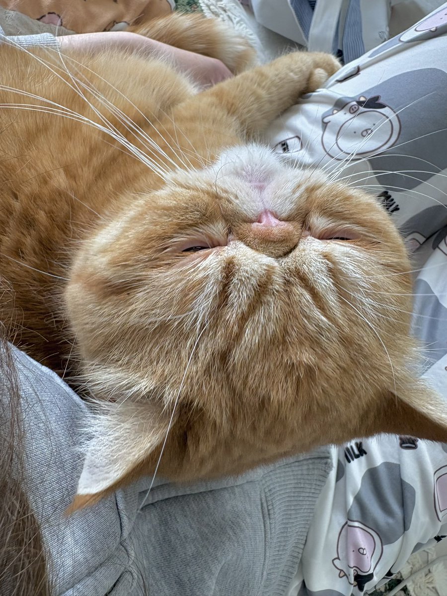 🌼ぽぽんた🌼 tweet media