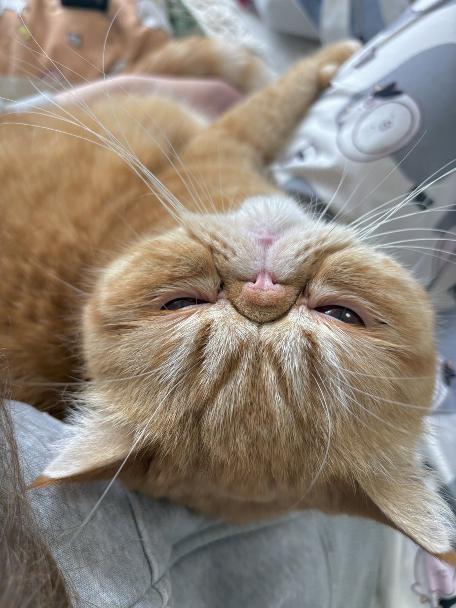 🌼ぽぽんた🌼 tweet media