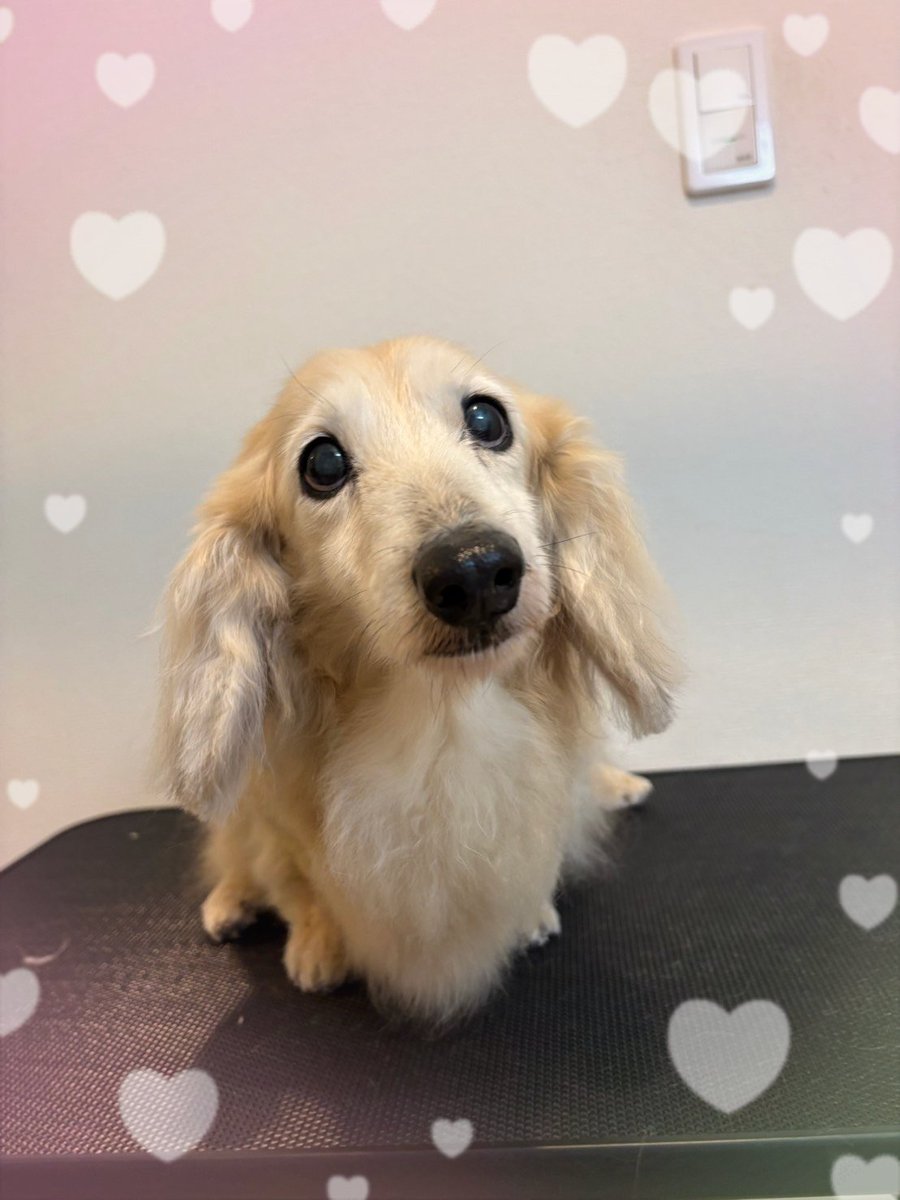 ともこ tweet media