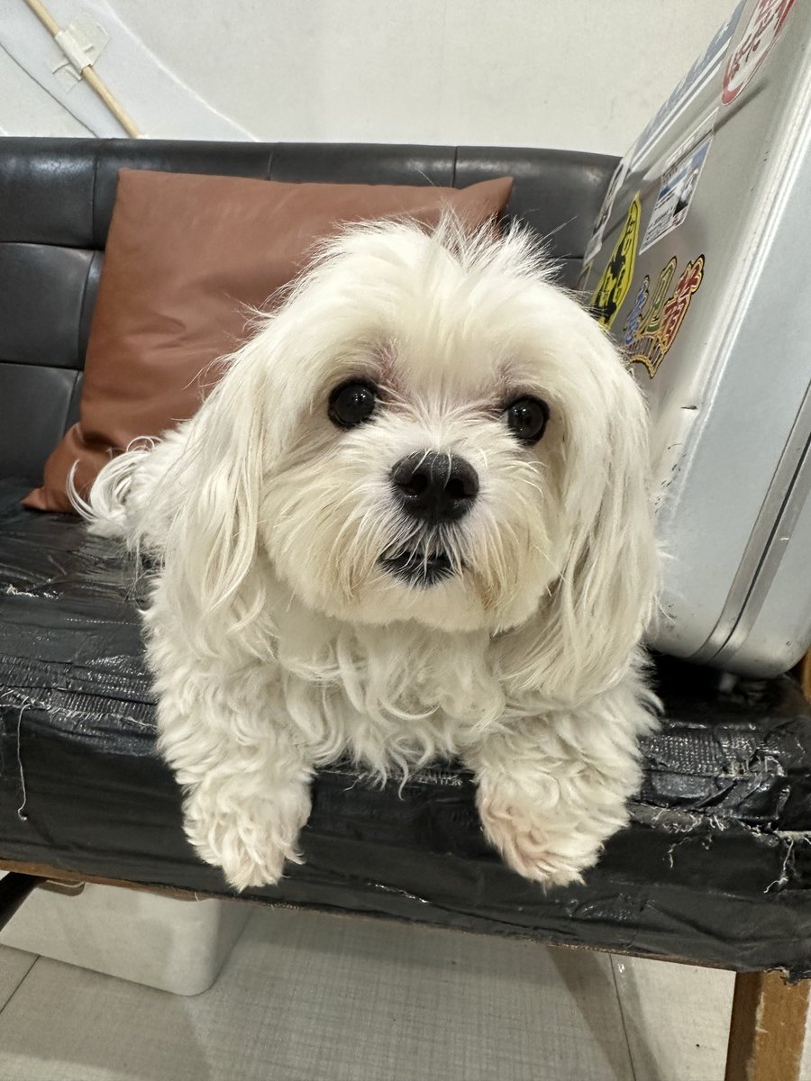 センター長の保護犬保護猫活動日記 tweet media