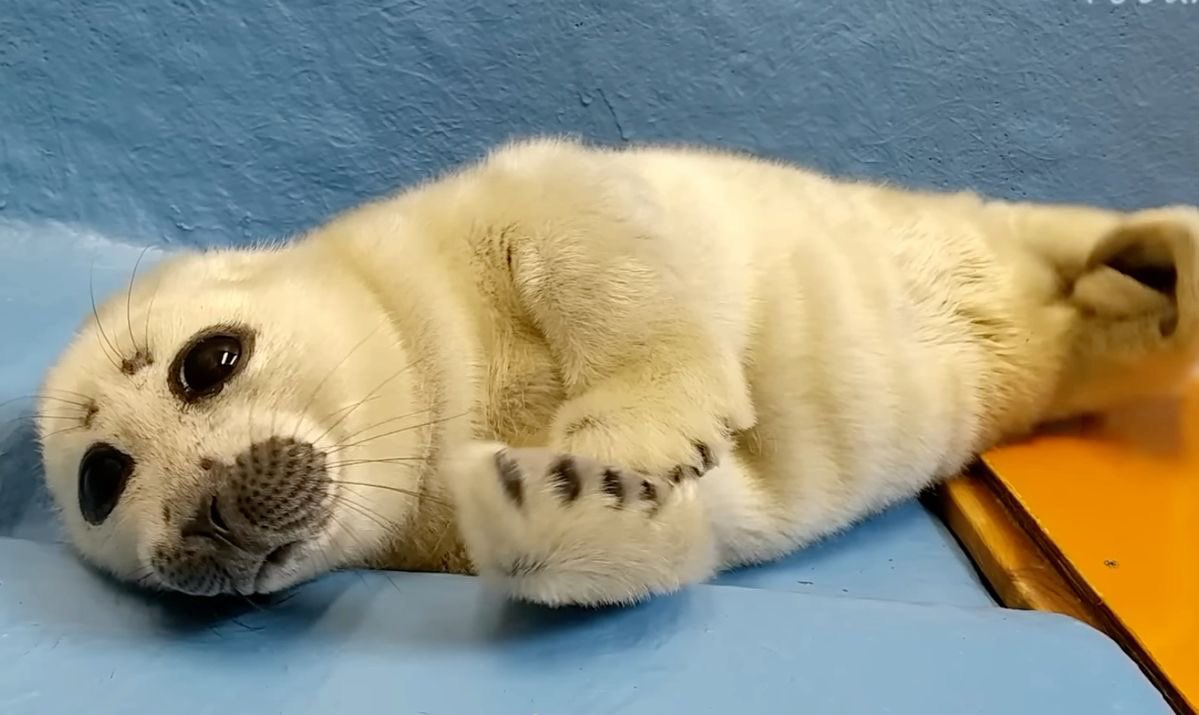 🫧SOGGY CAT FINNEY 🫧 🏳️‍⚧️🏳️‍🌈 🦭LOVE NIKO❤️🦭 tweet media