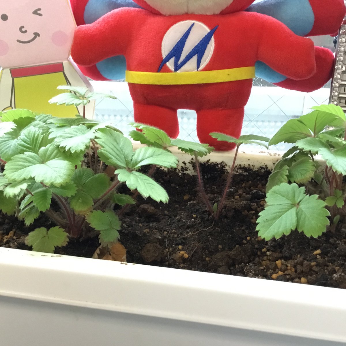 ☎meidentsushop名電通【公式】 tweet media