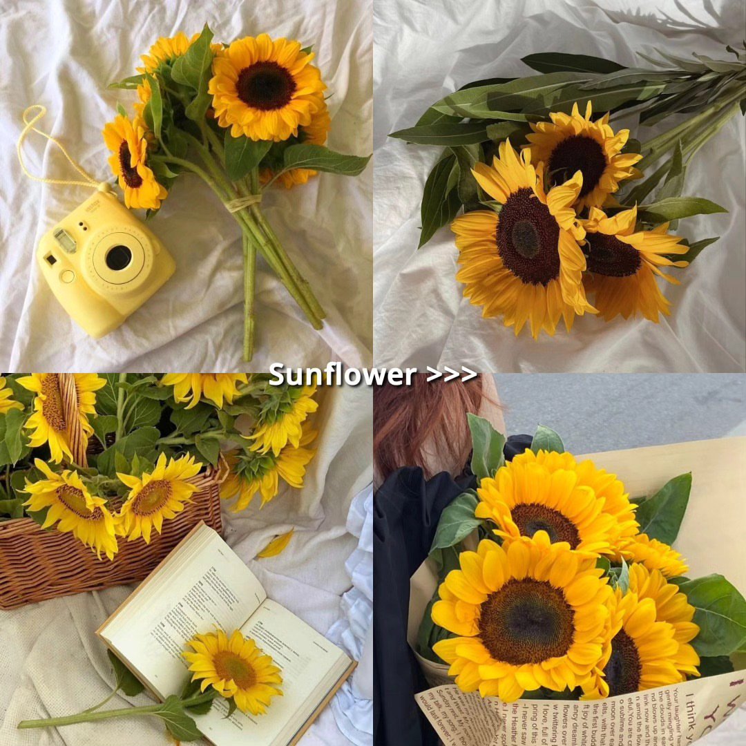 Soft Petals tweet media