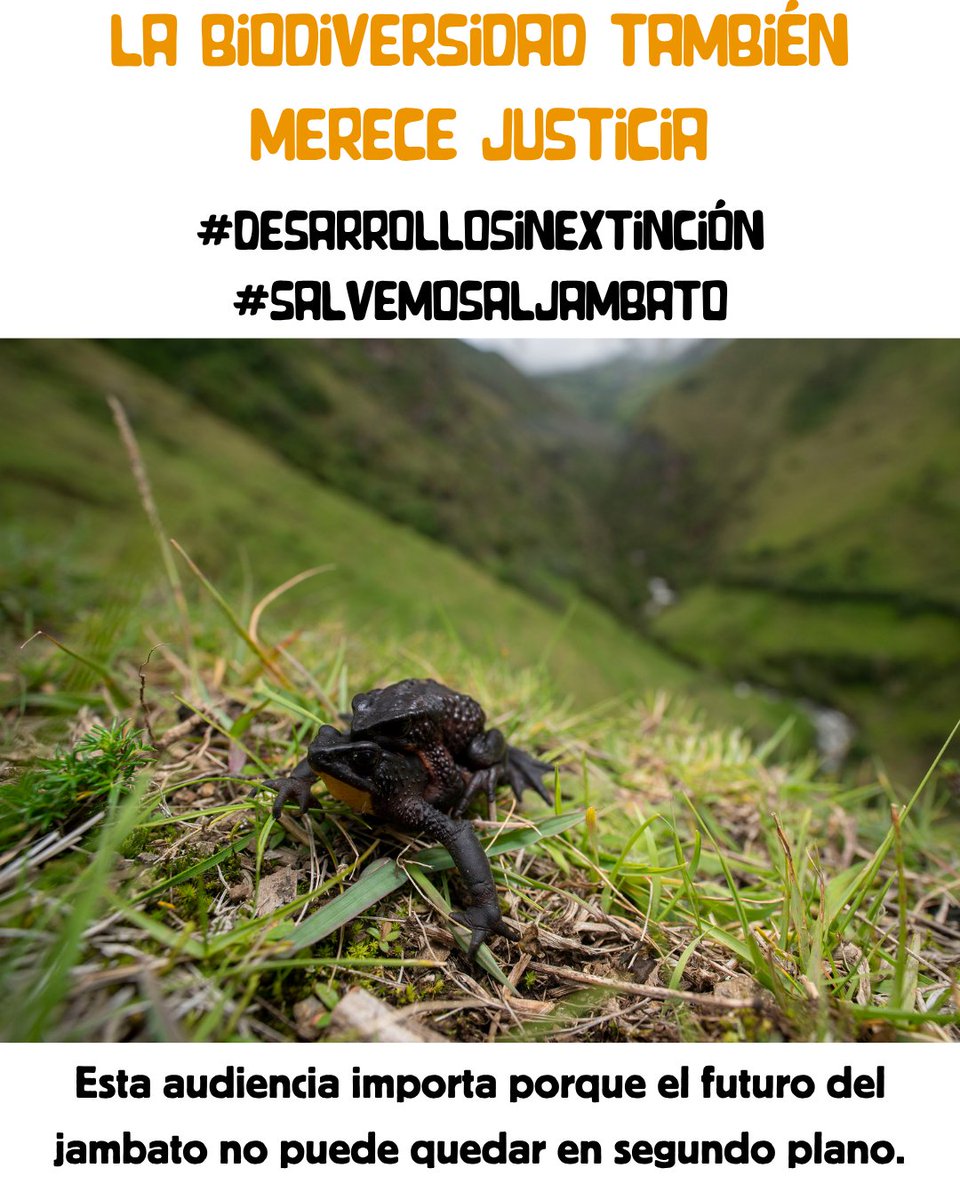 AlianzaJambato's tweet photo. Pedimos una decisión justa ⚖️, transparente 👀 y a favor de la naturaleza 🌿
El futuro del jambato también está en juego 🐸
@EcuadorMAE @lahoraecuador
#DesarrolloSinExtinción #SalvemosAlJambato https://t.co/maqVtAlOlq
