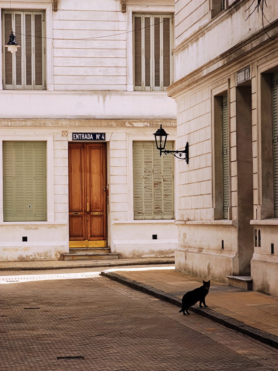 apologiadelonce's tweet photo. Gatitos del pasaje Colombo https://t.co/jlE0aUoqRn