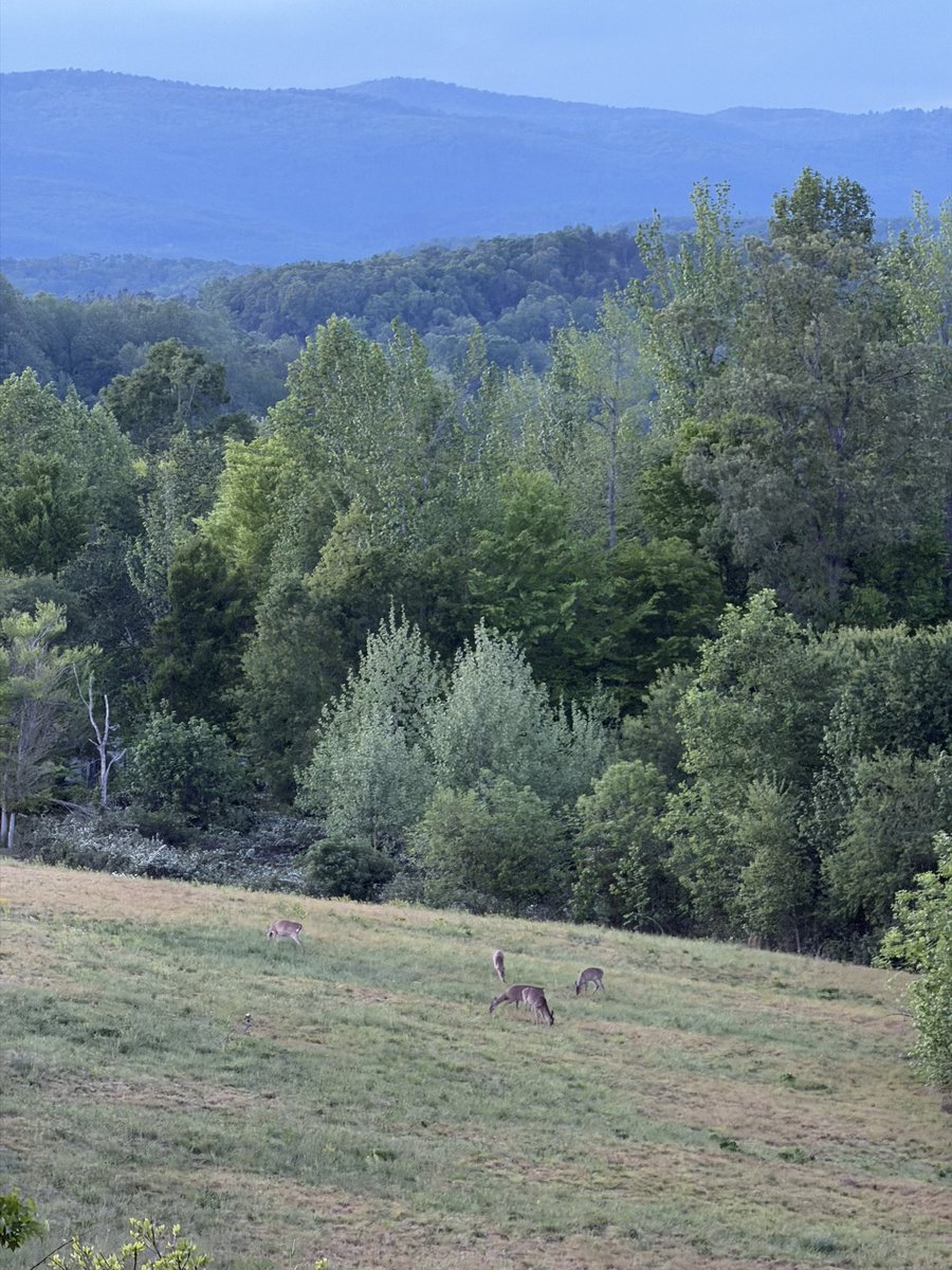 Enjoyed a good porch sit with my father-in-law and brother-in-law watching a small herd of whitetail