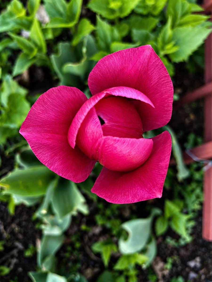 JenexxDJ's tweet image. #flowers #flowerphotography #photography #spring #springflowers #tulips