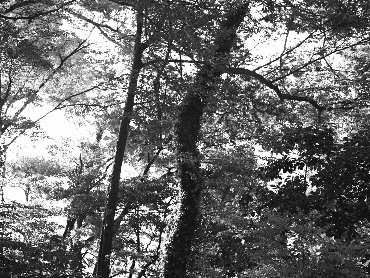 Take_Kuroki's tweet image. Good morning everyone! Hope you all have a peaceful day🍀

.
My Photo Gallery.
wirestock.io/take.j  

.
#photography #nature #NaturePhotography