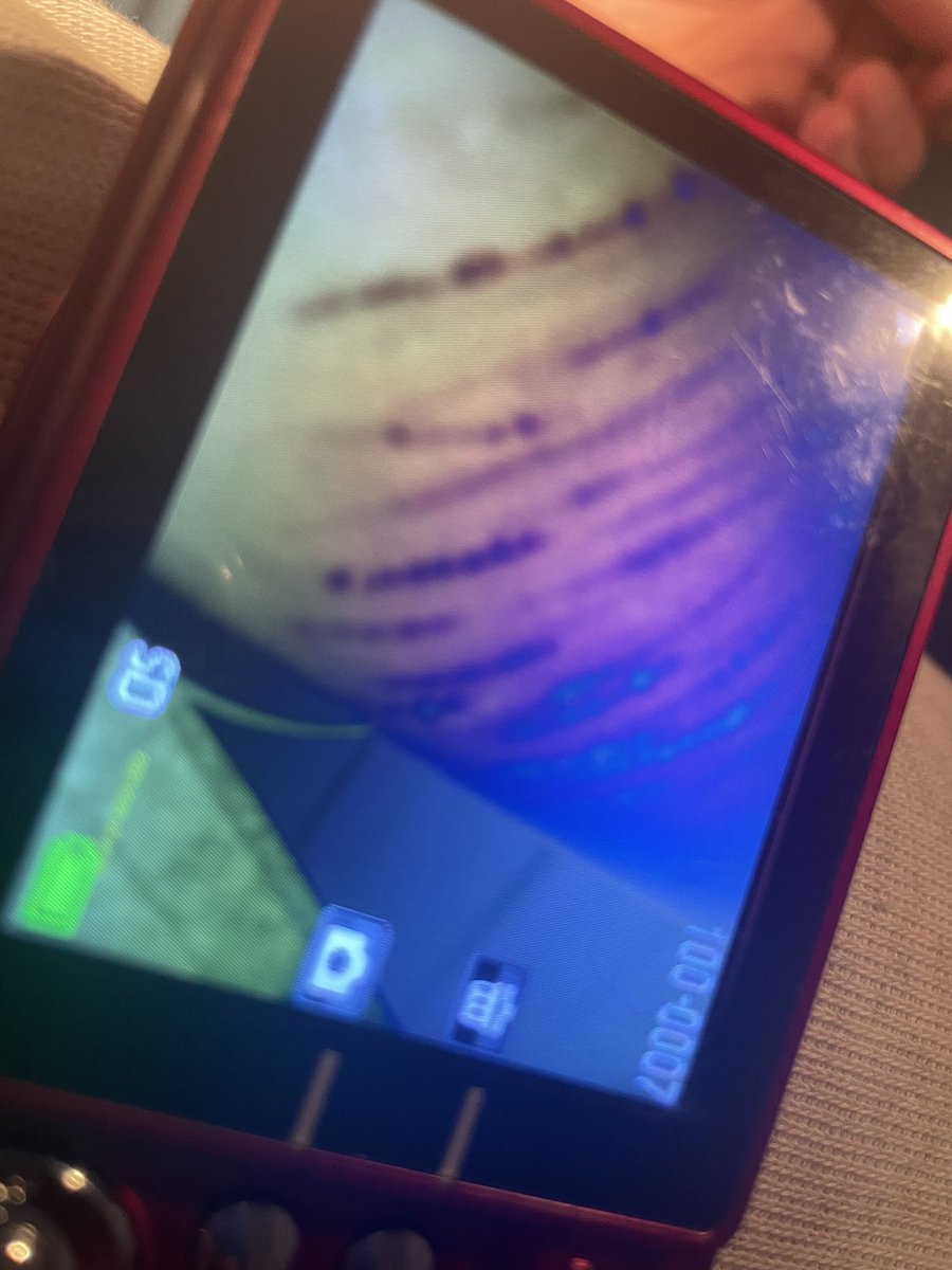 dogturdz69_'s tweet image. lil ol scratcs 

#shtwt #shed #moothunt〃・