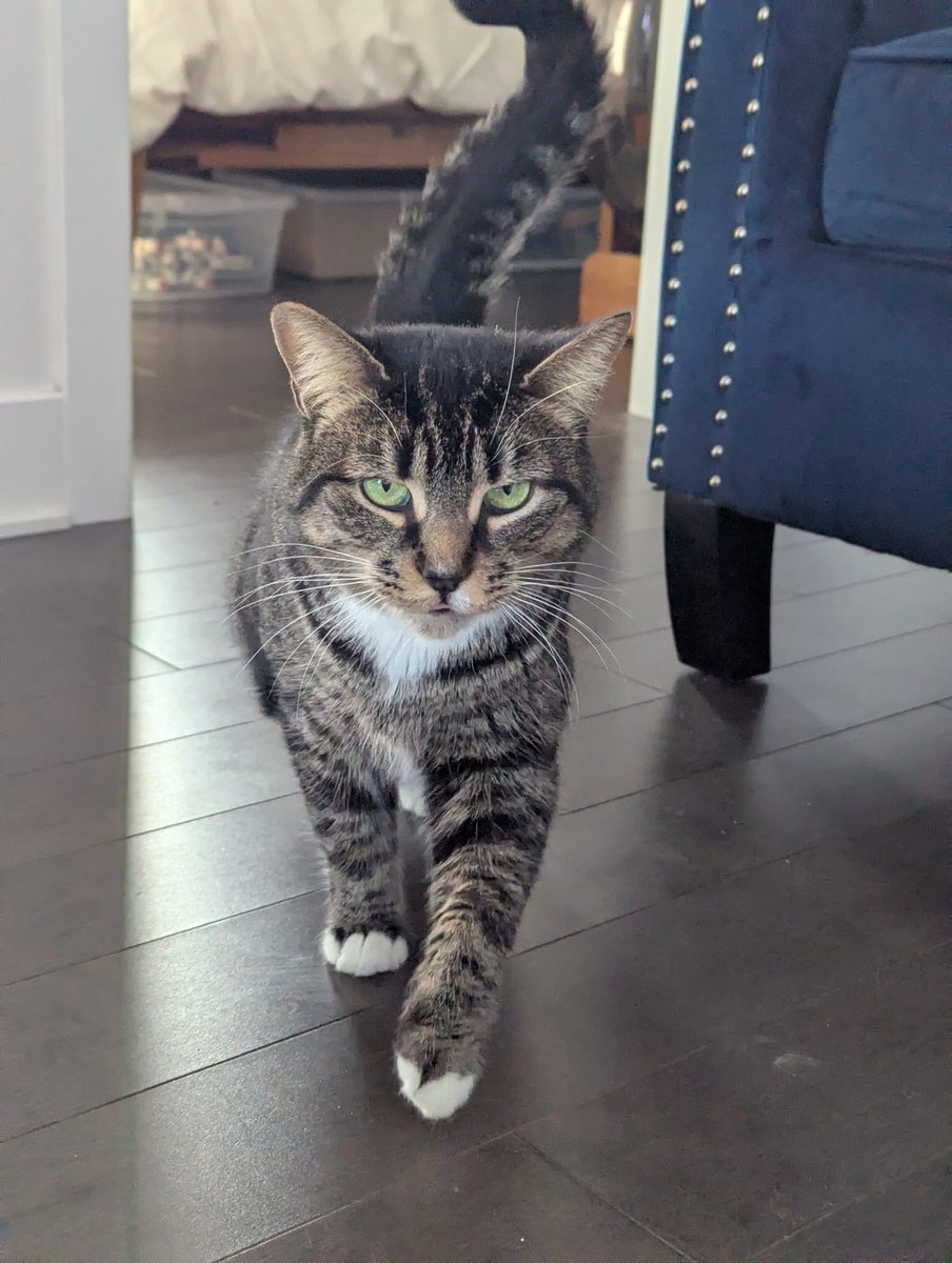 ANABELLE CHACON tweet media