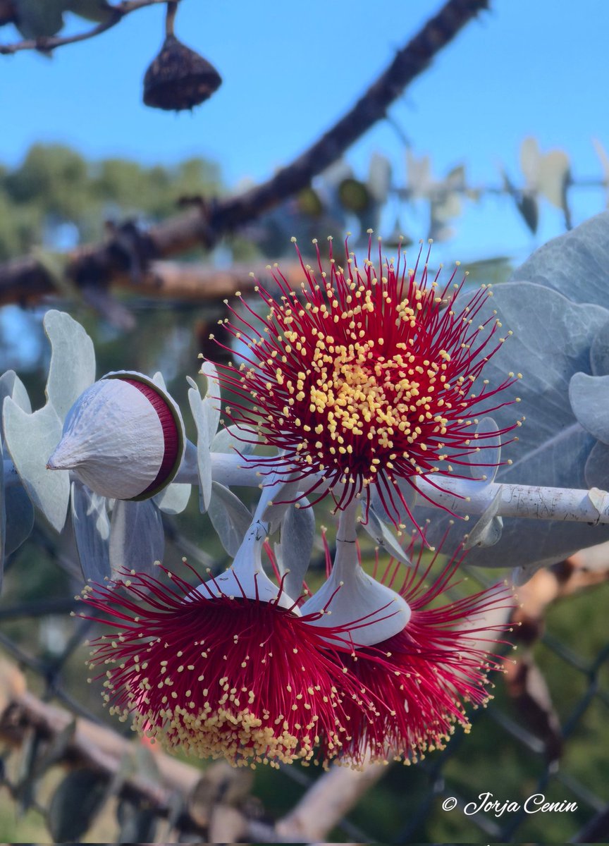 IntoNatureJorja's tweet image. Eucalyptus rhodantha ❤️ #wildflowerhour #flowers #ozplants