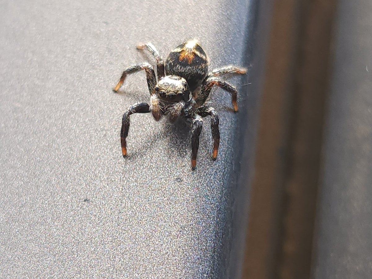 gersonjavierv82's tweet image. Hoy me encontré esta pequeña araña, una araña saltarina, no la pude tomar una buena  fotografía de la araña, pero, en lo que pude, salió bien. 
Si tienen más fotos de insectos o animales sigan abajo 
#animal #araña