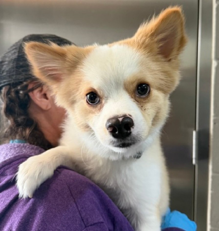 nyc_lilpaws2025's tweet image. This cute little 13.8 lb boy is Kai 251682
#NYCACC 
He's a 10 month old puppy 🐶 
He has great notes, yet has been rated #RescueOnly 
(I have requested info on that rating)
Read notes below 👇👇

Let's find Kai a great home!
nycacc.app/browse/251682
#Pledge4Rescue #foster #adopt