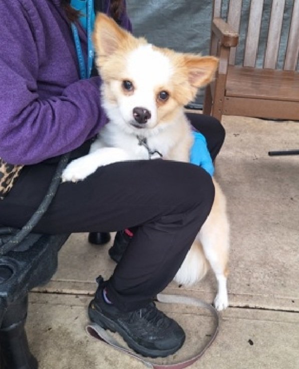 nyc_lilpaws2025's tweet image. This cute little 13.8 lb boy is Kai 251682
#NYCACC 
He's a 10 month old puppy 🐶 
He has great notes, yet has been rated #RescueOnly 
(I have requested info on that rating)
Read notes below 👇👇

Let's find Kai a great home!
nycacc.app/browse/251682
#Pledge4Rescue #foster #adopt