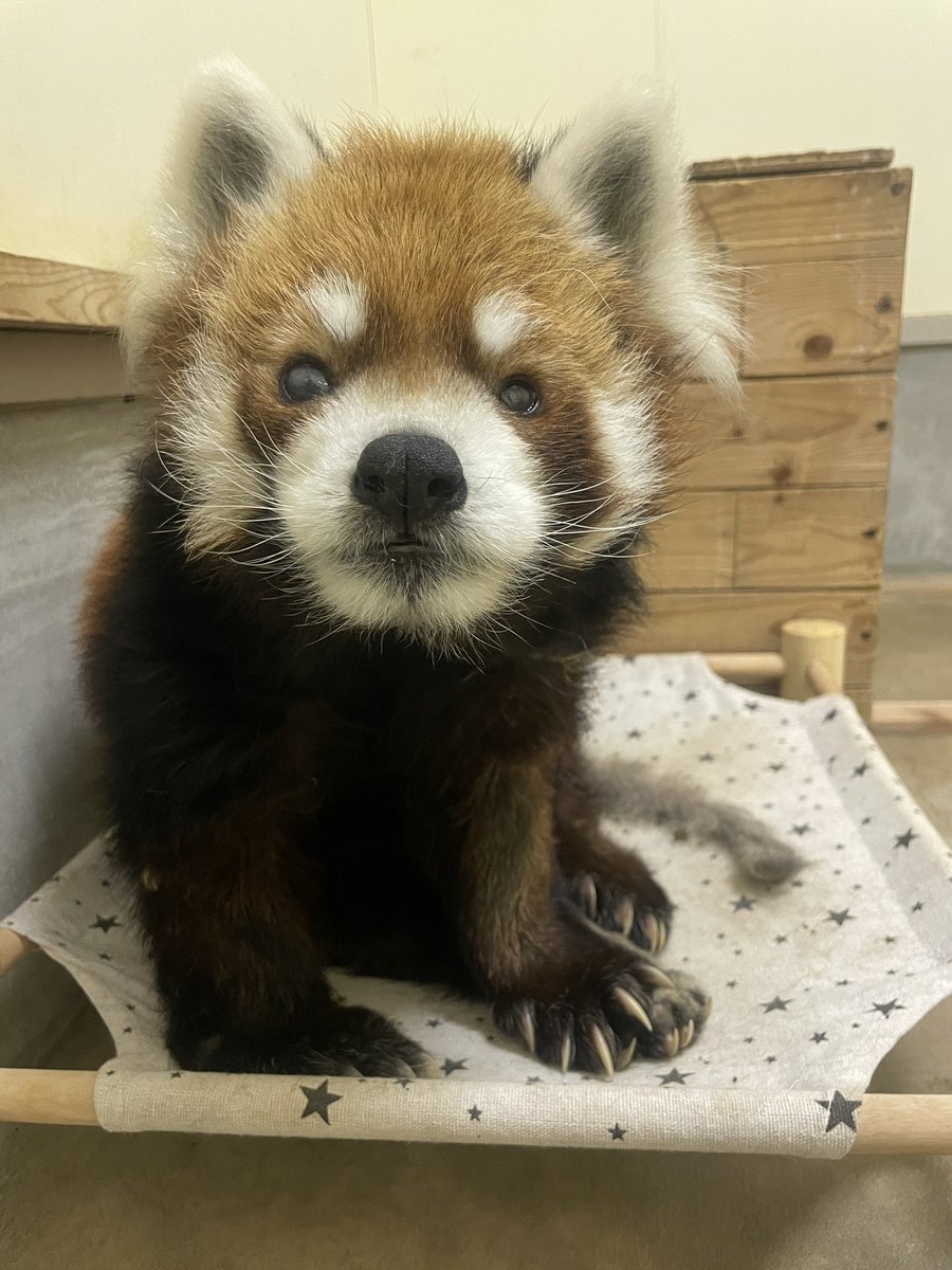 千葉市動物公園【公式】 tweet media