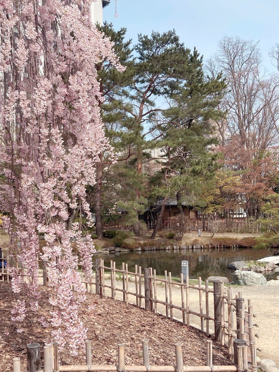 豊平館に隣接する日本庭園は
先週の24日から開園しています

日本庭園では、今は
しだれ桜が満開で見ごろです

春の中島公園、そして日本庭園、
豊平館へどうぞお越しください

#豊平館 #しだれ桜🌸 #日本庭園 #中島公園 #桜スポット #重要文化財 #札幌文化財 #桜 #hoheikan #札幌観光 #観光スポット