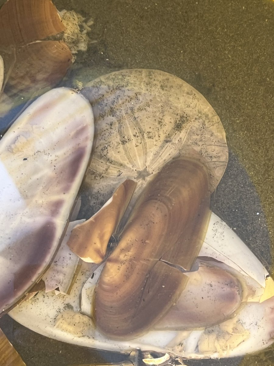 Vince Tagliavia tweet media