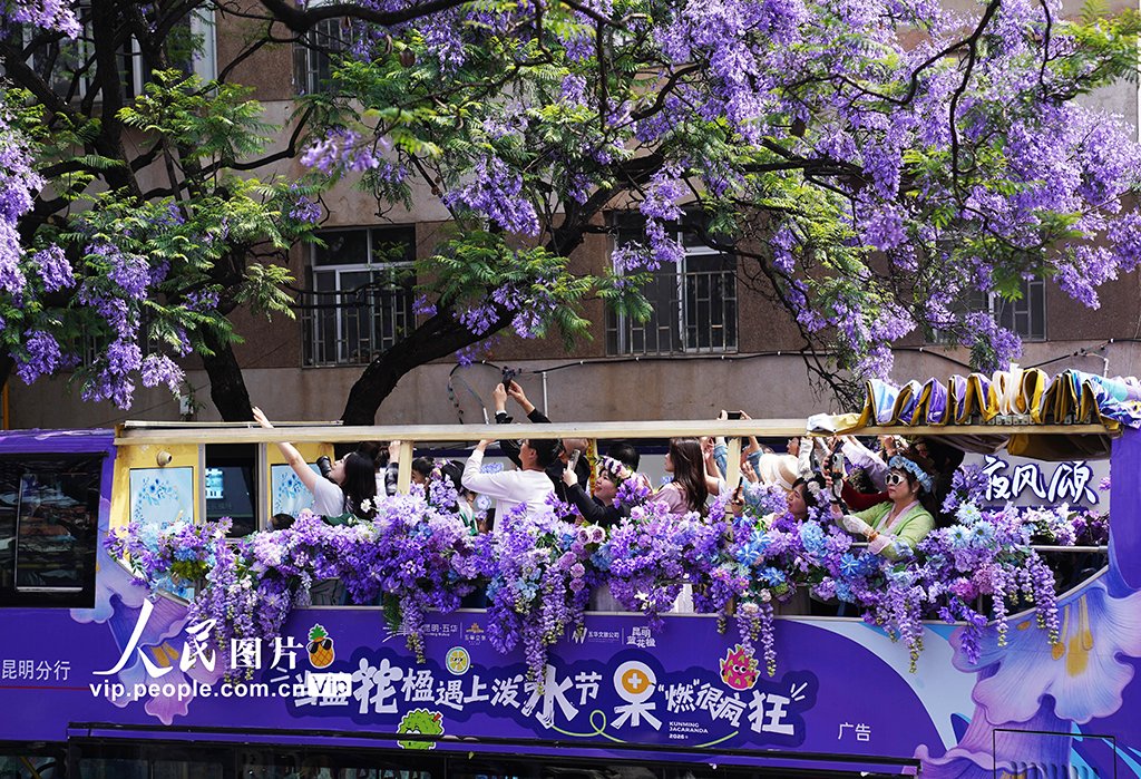 PDChinese's tweet photo. 【雲南昆明：藍花楹盛放扮靚城市】連日來，雲南昆明教場中路的藍花楹競相綻放，吸引眾多市民遊客前來打卡，共赴這場紫色花海之約。 https://t.co/R3FVa70Xwr