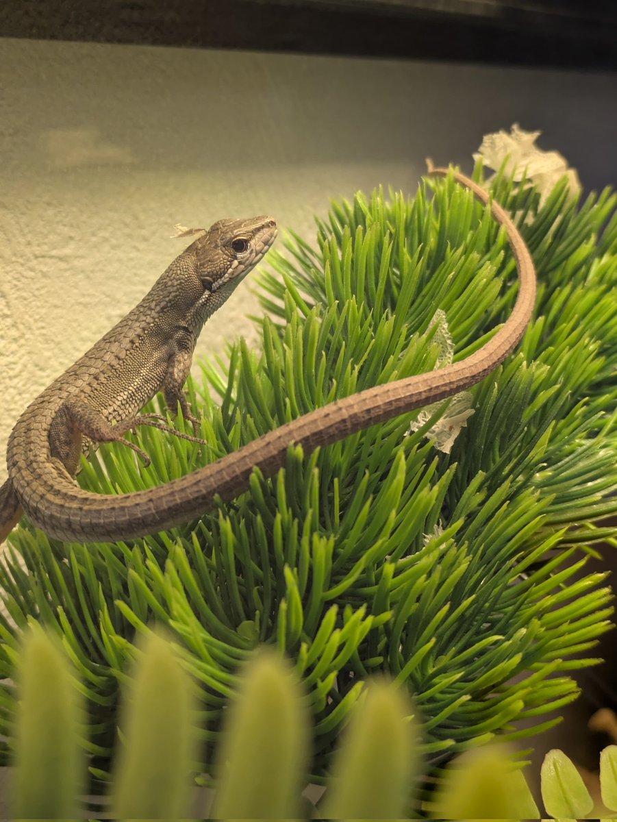 もやし tweet media