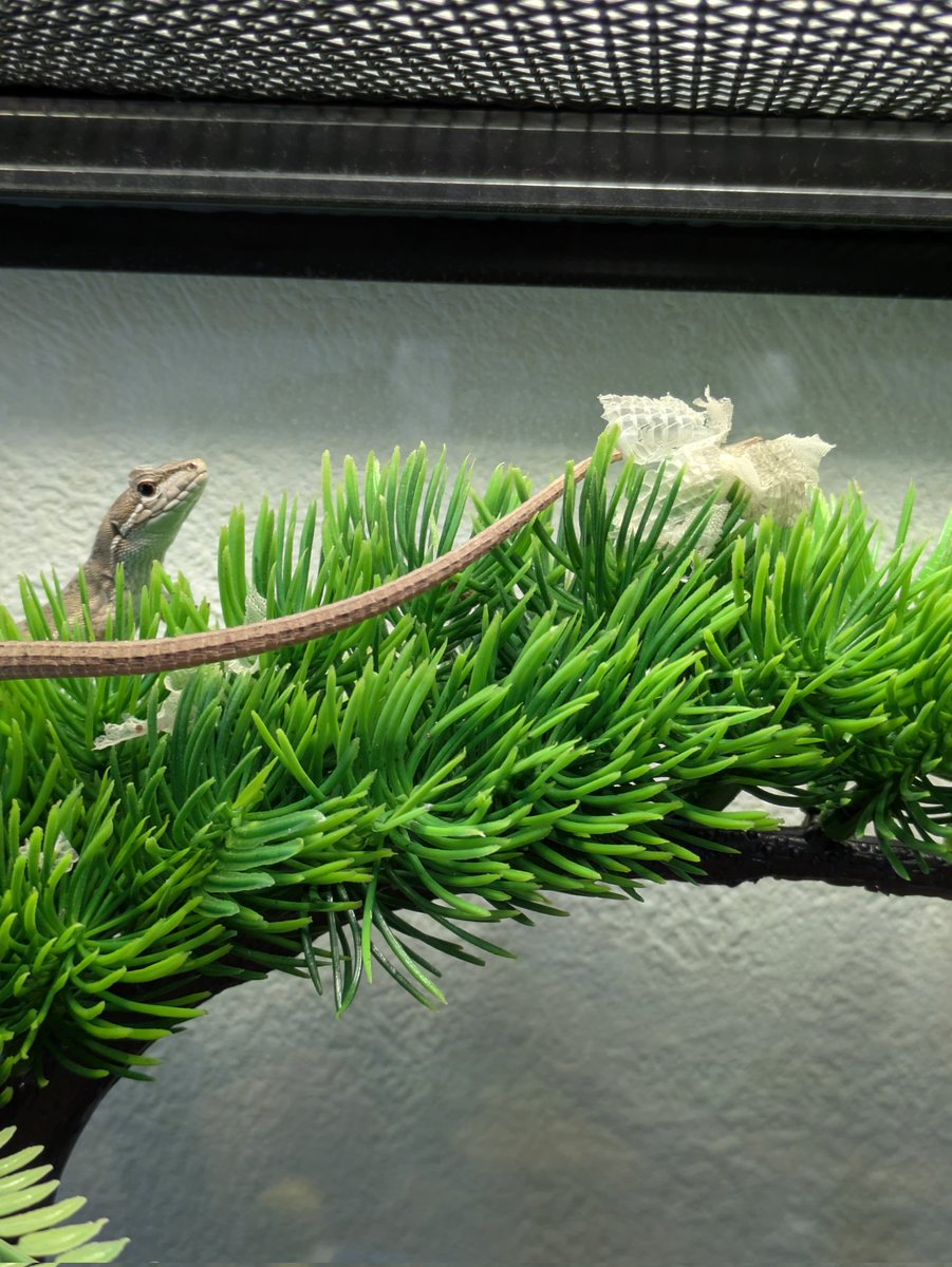 もやし tweet media