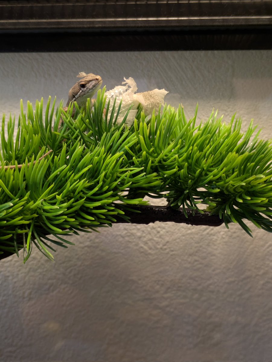 もやし tweet media