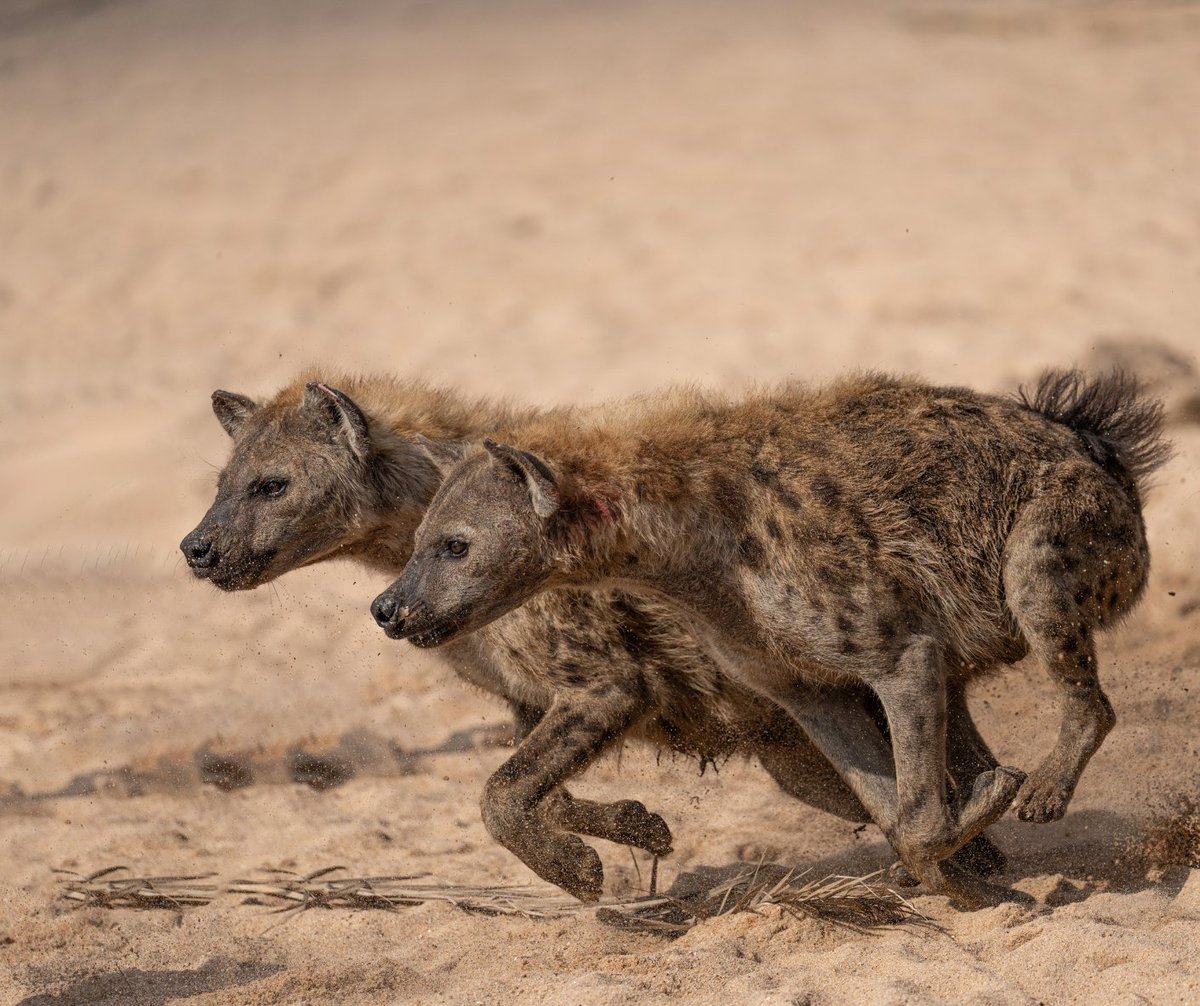 Jock Safari Lodge tweet media