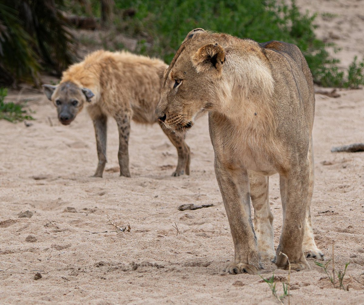 Jock Safari Lodge tweet media