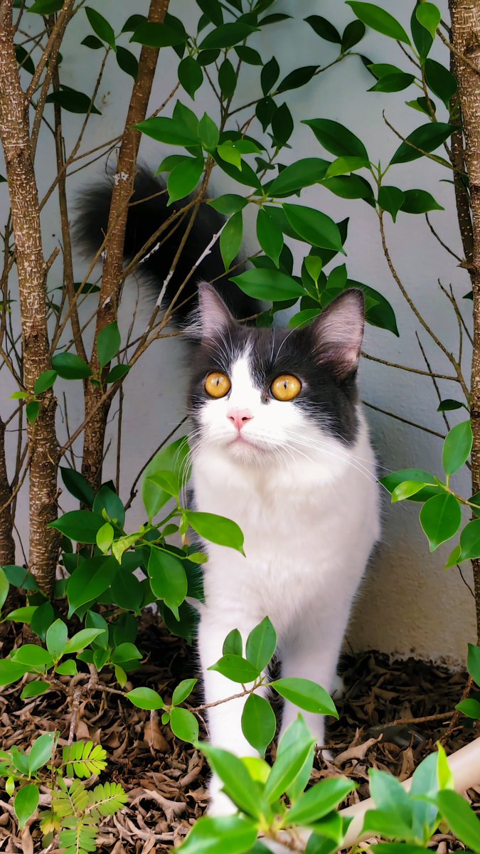 ForGreennn tweet media