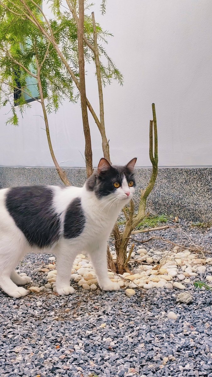 ForGreennn tweet media