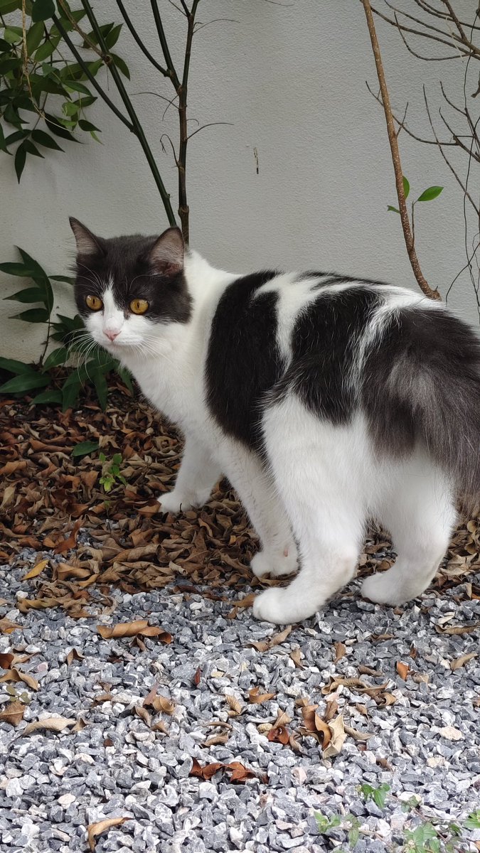 ForGreennn tweet media