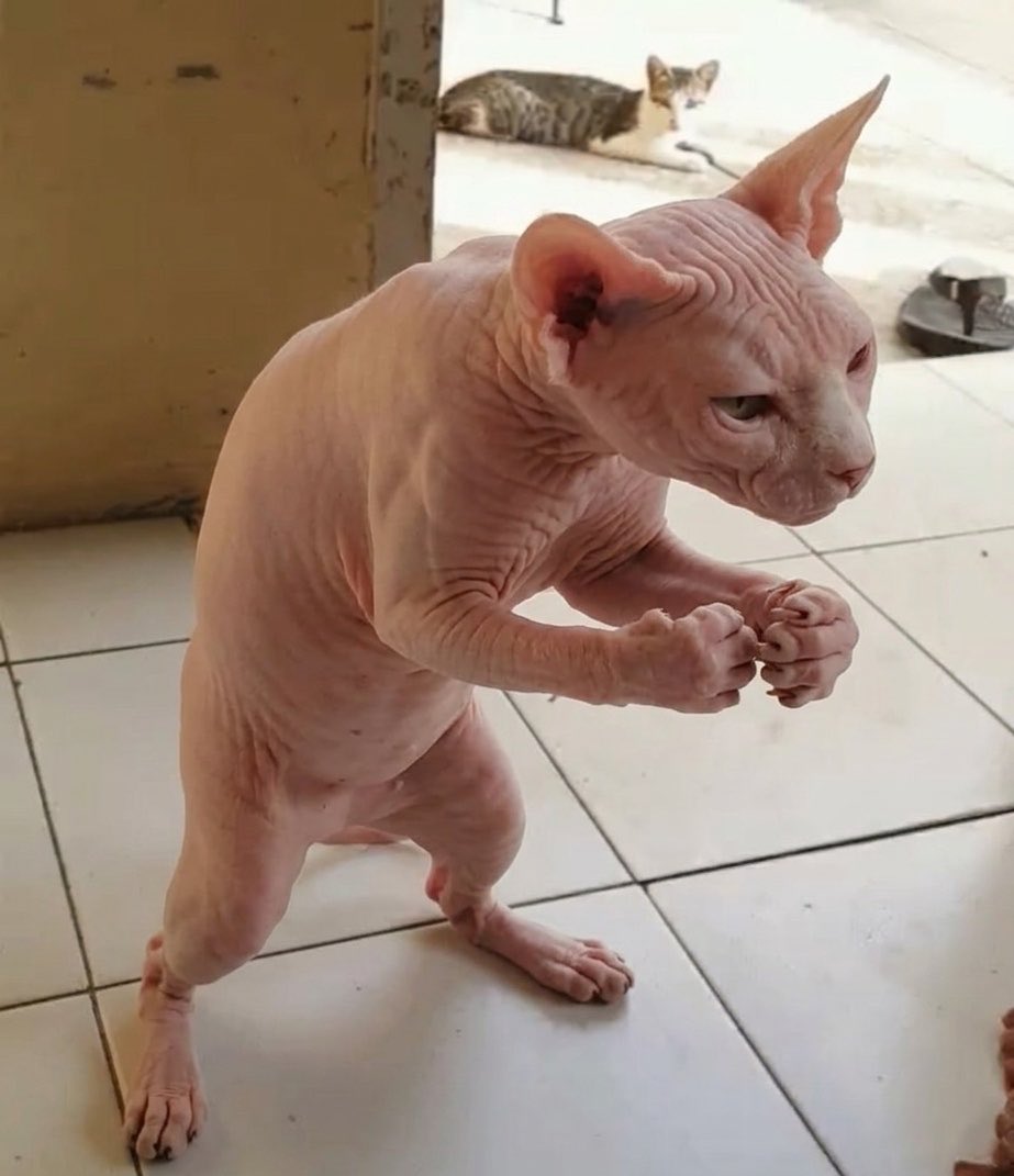 Montecarlojk tweet media