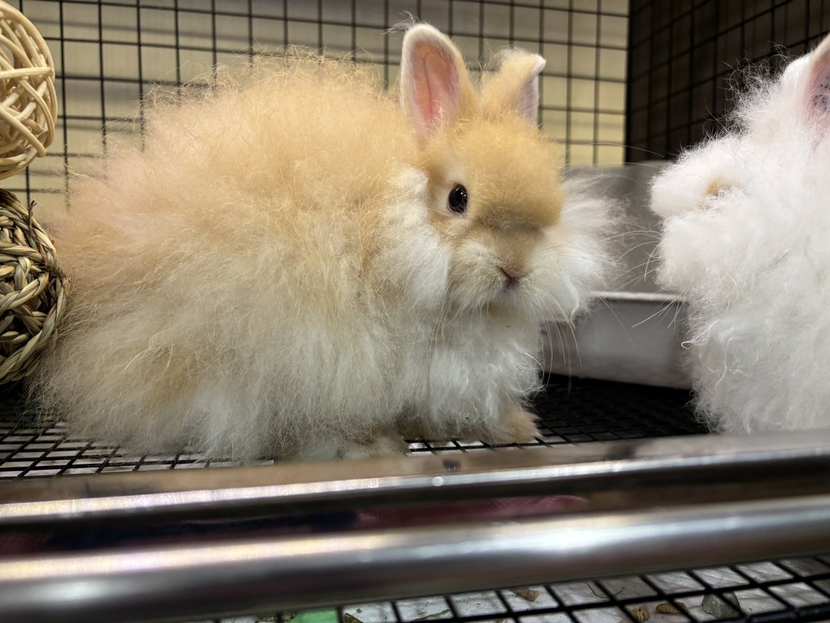 sippo_kichijoji's tweet image. 台風兄妹ブロークンオレンジちゃんお家決まりました🏠オレンジ男子はお家募集中です🌀 

#うさぎと暮らす #うさぎのしっぽ吉祥寺店  #bunny #토끼 #うさぎ好きさんと繋がりたい