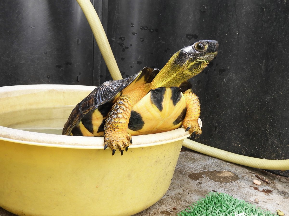 2021 EUCB♀ 最小直甲長21.6㎝ 体重--㎏

今年5歳の♀。

すっかりアダルト気分になってるようですが、

まだまだ子亀です。（ビッグな子亀？）

#Woodturtle
#Glyptemysinsculpta
#モリイシガメ